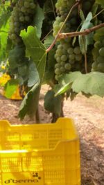 Caja de 12 - D.O Valdeorras D’Berna 100% Godello - Imagen 6