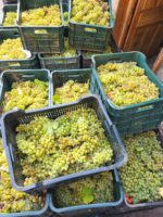 Caja de 6 - Abrecaminos Godello 100% D.O Valdeorras - Imagen 8