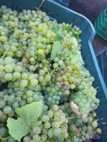 Caja de 6 - Abrecaminos Godello 100% D.O Valdeorras - Imagen 7