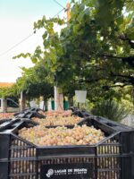 Caja de 6 - Albariño lagar de Besada D.O rías Baixas - Imagen 2